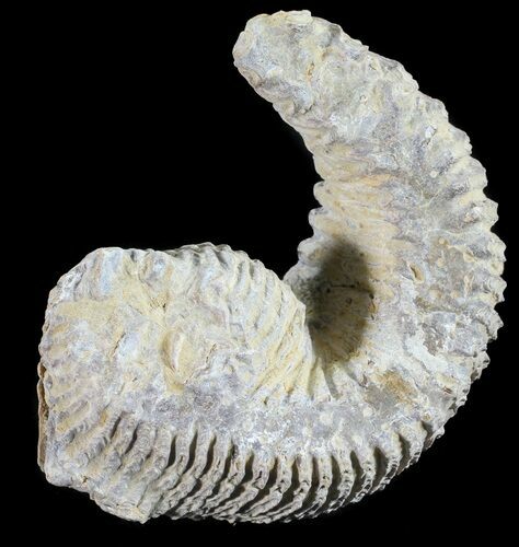 Cretaceous Fossil Oyster (Rastellum) - Madagascar #54442